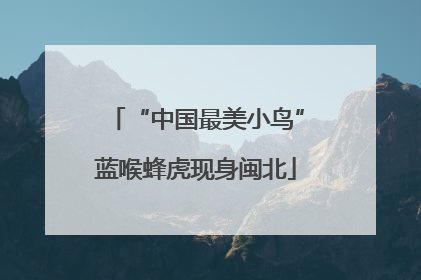 “中国最美小鸟”蓝喉蜂虎现身闽北