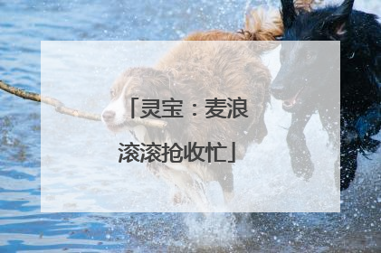 灵宝：麦浪滚滚抢收忙