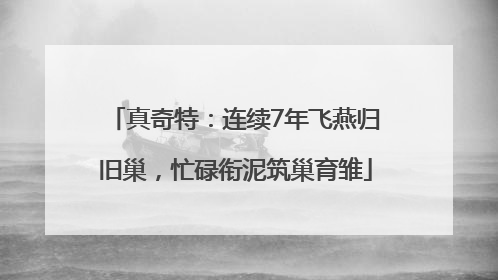 真奇特：连续7年飞燕归旧巢，忙碌衔泥筑巢育雏