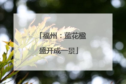 福州：蓝花楹盛开成一景
