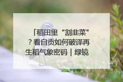 稻田里“割韭菜”？看自贡如何破译再生稻气象密码｜绿镜头·发现中国