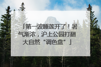 第一波睡莲开了！暑气渐浓，沪上公园打翻大自然“调色盘”