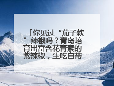 你见过“茄子款”辣椒吗？青岛培育出富含花青素的紫辣椒，生吃自带水果甜