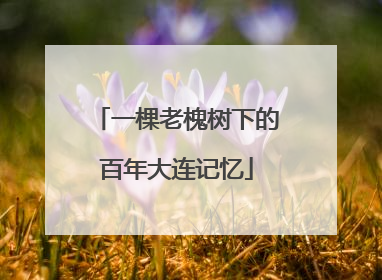 一棵老槐树下的百年大连记忆