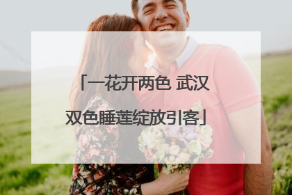 一花开两色 武汉双色睡莲绽放引客