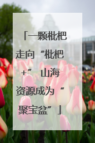 一颗枇杷走向“枇杷+” 山海资源成为“聚宝盆”