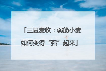 三夏麦收：弱筋小麦如何变得“强”起来