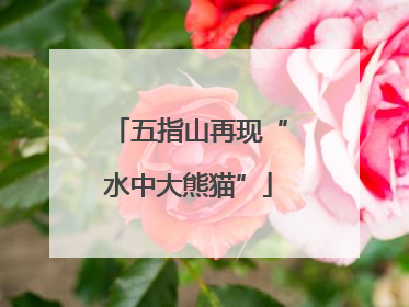 五指山再现“水中大熊猫”