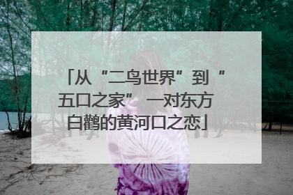 从“二鸟世界”到“五口之家” 一对东方白鹳的黄河口之恋