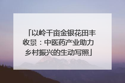 以岭千亩金银花田丰收景：中医药产业助力乡村振兴的生动写照