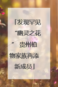 发现罕见“幽灵之花” 贵州植物家族再添新成员