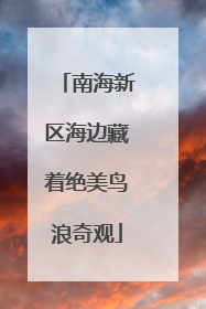 南海新区海边藏着绝美鸟浪奇观