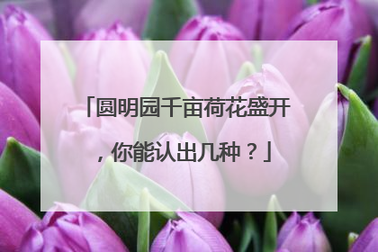 圆明园千亩荷花盛开，你能认出几种？