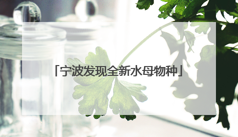 宁波发现全新水母物种
