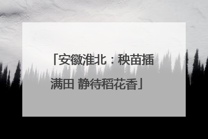 安徽淮北：秧苗插满田 静待稻花香