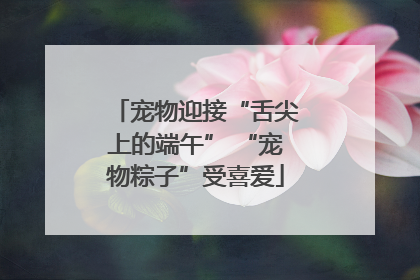 宠物迎接“舌尖上的端午” “宠物粽子”受喜爱