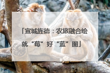 宣城旌德：农旅融合绘就“莓”好“蓝”图