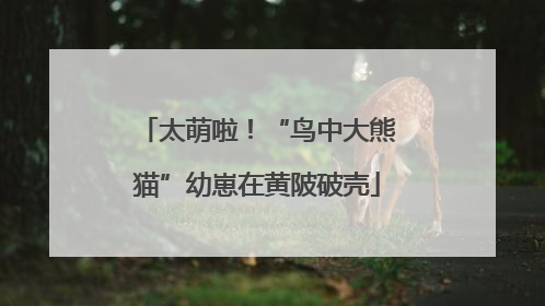 太萌啦！“鸟中大熊猫”幼崽在黄陂破壳