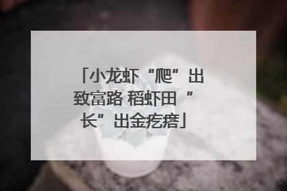 小龙虾“爬”出致富路 稻虾田“长”出金疙瘩