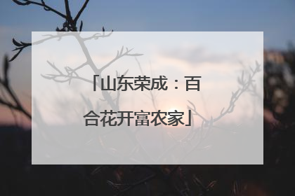 山东荣成：百合花开富农家