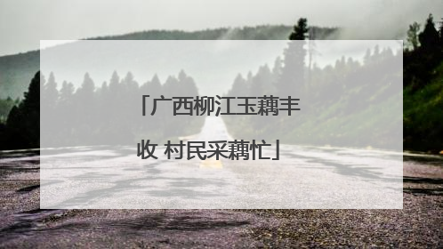广西柳江玉藕丰收 村民采藕忙