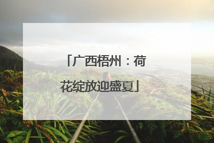 广西梧州：荷花绽放迎盛夏