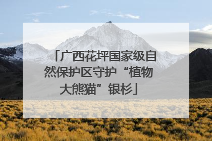 广西花坪国家级自然保护区守护“植物大熊猫”银杉