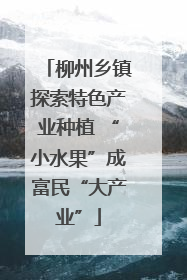 柳州乡镇探索特色产业种植 “小水果”成富民“大产业”