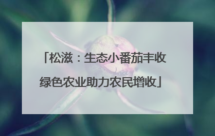 松滋：生态小番茄丰收 绿色农业助力农民增收