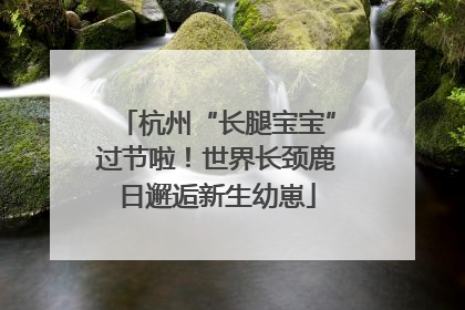 杭州“长腿宝宝”过节啦！世界长颈鹿日邂逅新生幼崽
