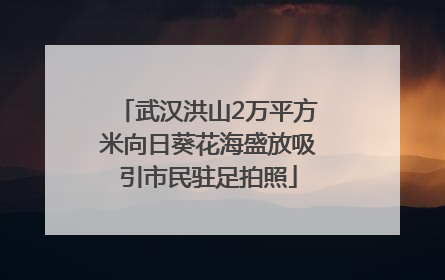 武汉洪山2万平方米向日葵花海盛放吸引市民驻足拍照