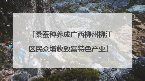 桑蚕种养成广西柳州柳江区民众增收致富特色产业