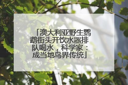 澳大利亚野生鹦鹉街头开饮水器排队喝水，科学家：成当地鸟界传统