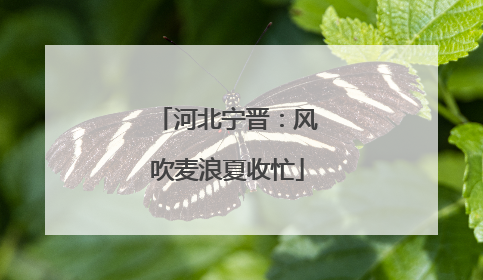 河北宁晋：风吹麦浪夏收忙