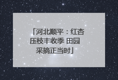 河北顺平：红杏压枝丰收季 田园采摘正当时