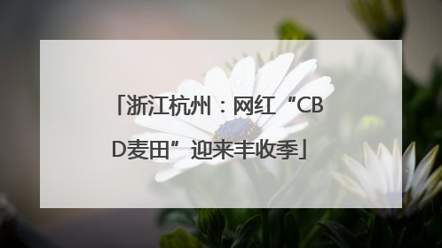 浙江杭州：网红“CBD麦田”迎来丰收季