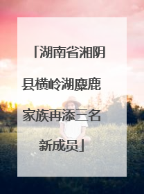 湖南省湘阴县横岭湖麋鹿家族再添三名新成员