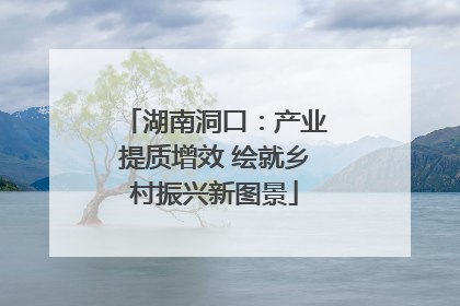 湖南洞口：产业提质增效 绘就乡村振兴新图景