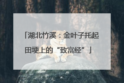 湖北竹溪：金叶子托起田埂上的“致富经”