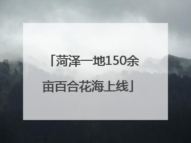 菏泽一地150余亩百合花海上线