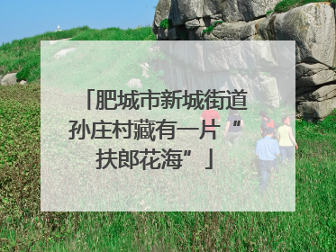 肥城市新城街道孙庄村藏有一片“扶郎花海”