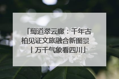 蜀道翠云廊：千年古柏见证文旅融合新图景丨万千气象看四川