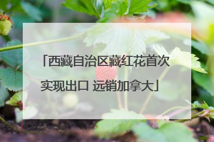 西藏自治区藏红花首次实现出口 远销加拿大