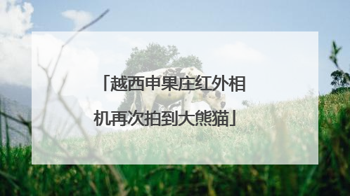 越西申果庄红外相机再次拍到大熊猫