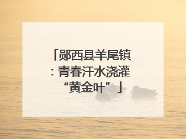 郧西县羊尾镇：青春汗水浇灌“黄金叶”