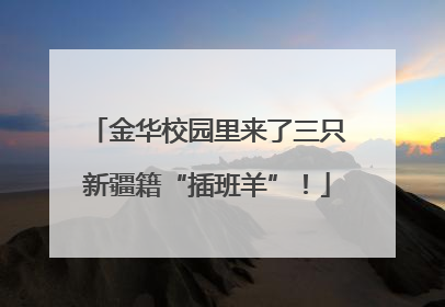 金华校园里来了三只新疆籍“插班羊”！