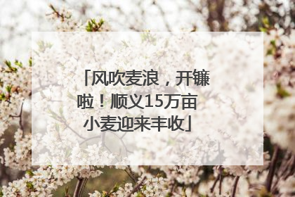 风吹麦浪，开镰啦！顺义15万亩小麦迎来丰收