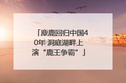 麋鹿回归中国40年 洞庭湖畔上演“鹿王争霸”