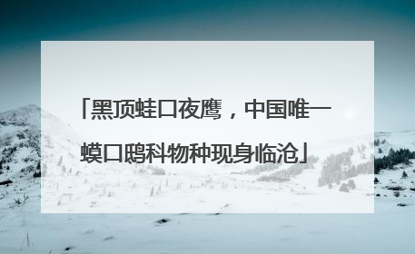 黑顶蛙口夜鹰，中国唯一蟆口鸱科物种现身临沧