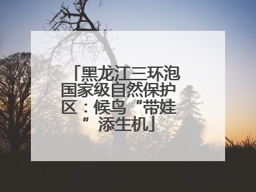 黑龙江三环泡国家级自然保护区：候鸟“带娃”添生机